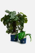 Runa - Plant Pot Covers in  Mid Wash Print (2 Pack)